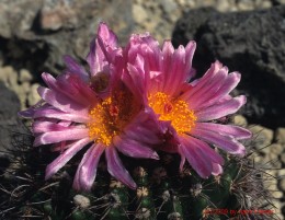 Notocactus  cv. herterii II Eib l